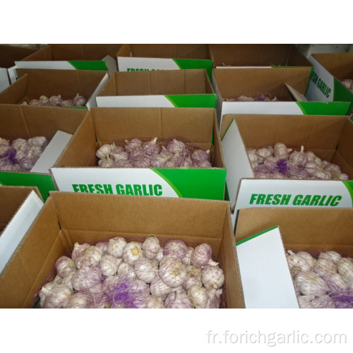 New Fresh Garlic High Quality Meilleur prix